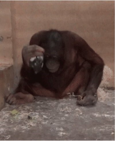 Orangutanlar İçgüdüsel Olarak Vurmak için Çekiç Kullanıyor