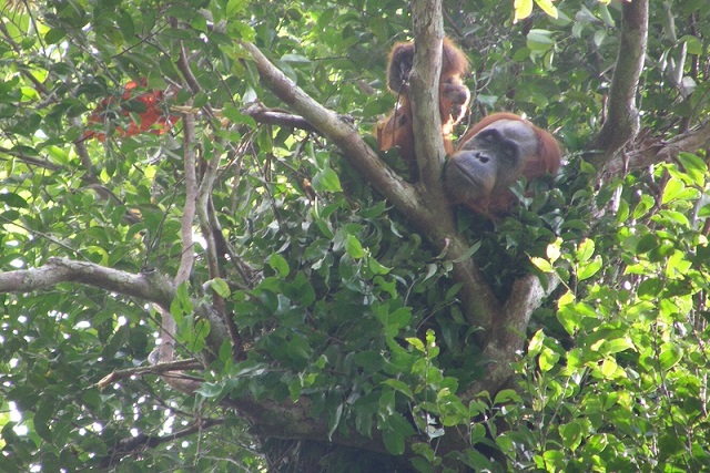 Orangutanlar, Eksik Uykuyu Telafi Etmek İçin Şekerleme Yapıyor