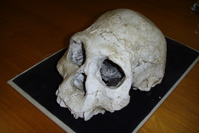 Afrika’yı Terk Eden İlk İnsan Atası Sandığımız Tür Olmayabilir