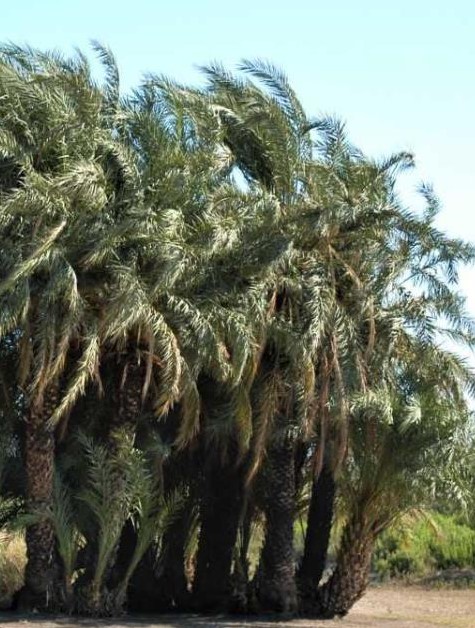 Patara'daki 'Leto hurmalığı'nın tarihi araştırılıyor