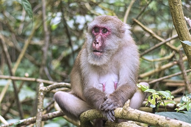 Yaşlanan Maymunlar, İnsanlar gibi Sosyal Çevrelerini Küçültüyor
