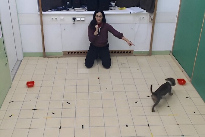 Ödül İşaret Ettiğimizde Kediler mi Köpekler mi Bize Güveniyor?