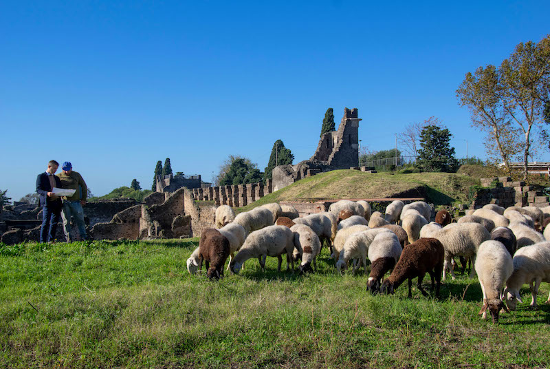 Pompeii’de Otları Biçmek için Koyunlar Görevlendirdi
