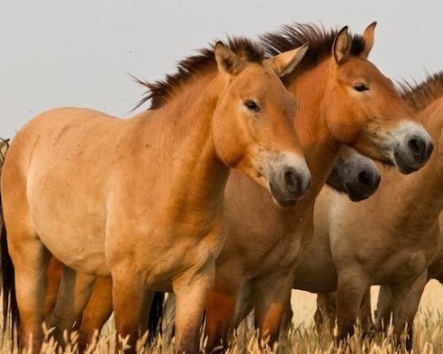 Atların Ne Zaman Evcilleştirildiğine Dair Bulgular Artıyor