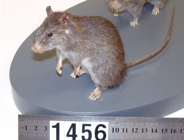 Paskalya Adası Halkının Çöküşünde Tek Suçlu İnsan Değildi