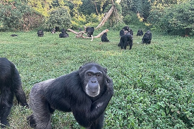 Yeni bir çalışma, şempanzelerin yeni bilgilerle karşılaştıklarında inançlarını rasyonel biçimde gözden geçirebildiklerine dair kanıt sunuyor.