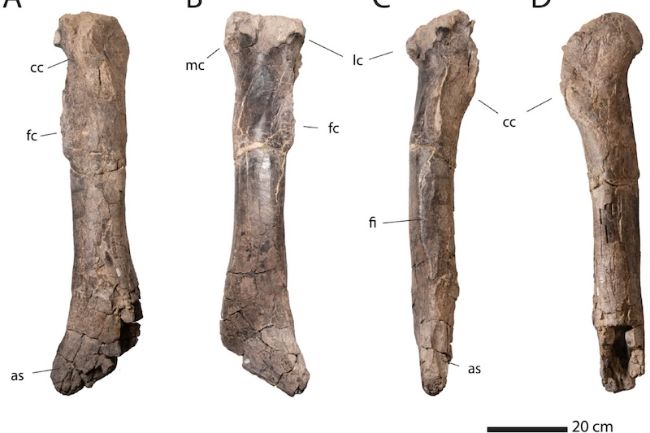 Dev Dinozor Kemiği T. rex’in Kökenini Açıklayabilir