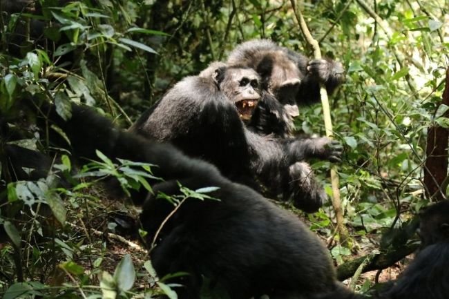 Ngogo’daki Ünlü Şempanze İmparatorluğunda ‘İç Savaş’ Çıktı