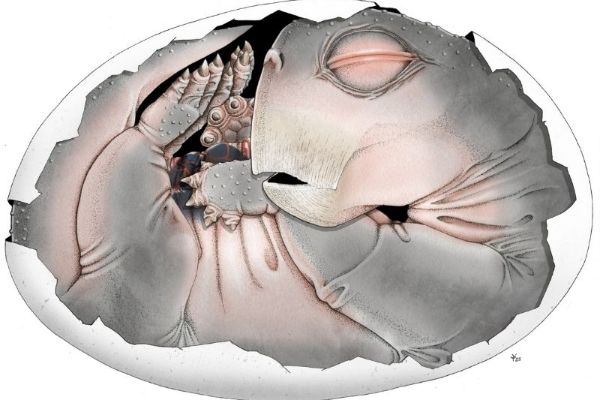 250 Milyon Yıllık Kanıt: Memelilerin Ataları Yumurtluyordu