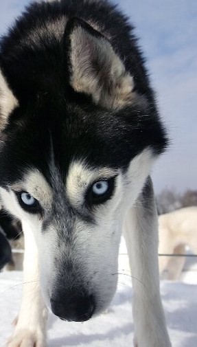 Sibirya Köpekleri, Deniz Ürünleri için İnsanlara Bağımlıydı