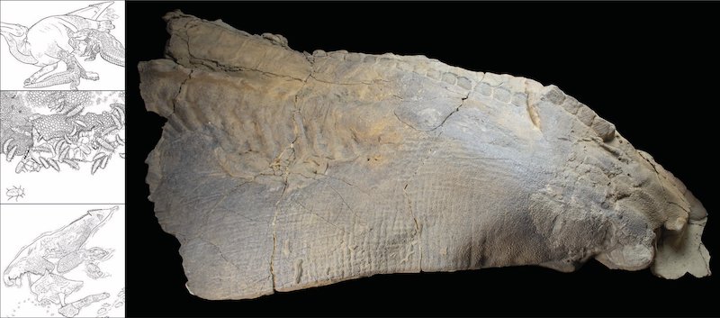 Dinozor ‘Mumyaları’ Sanıldığı Kadar Nadir Olmayabilir