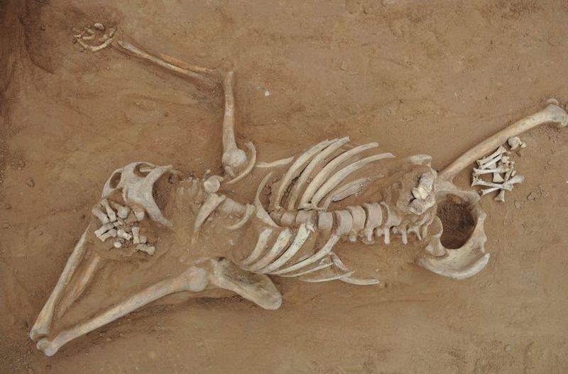 1.300 Yıllık Cinayet Kurbanının Soyguncu Olmadığı Anlaşıldı