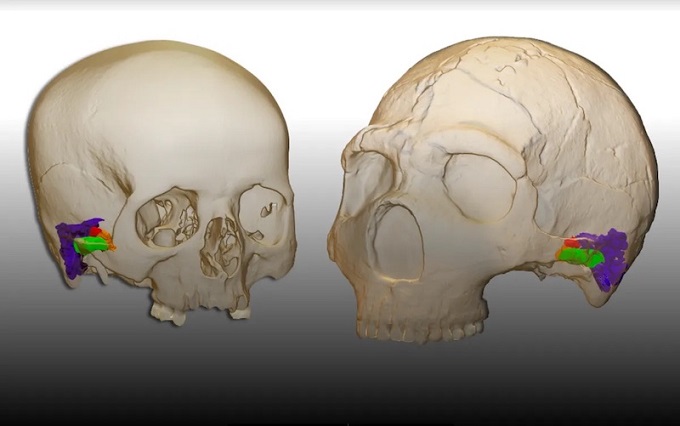 Neandertaller Bizim Gibi Konuşabiliyor muydu?