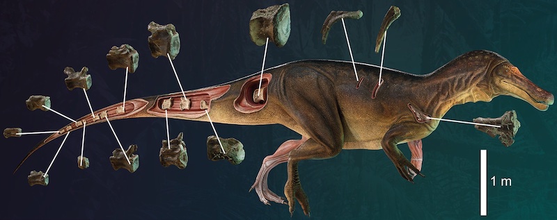 Bu Devasa Yarı Sucul Dinozor, Avrupa Kıyılarında Geziniyordu