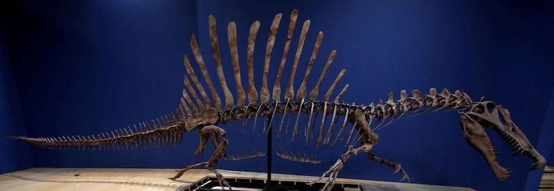 En Büyük Et Yiyen Dinozor, Gerçek Bir Yüzücüydü