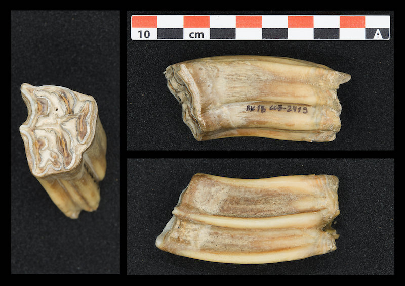 Avrupa’daki İlk Homo sapiens Grupları Yarı Arktik İklimde Yaşadı