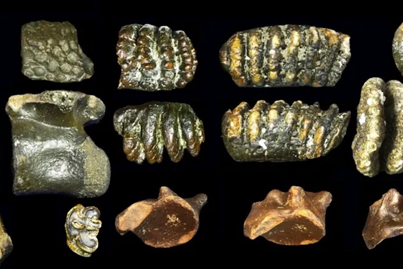 Sular Altında 140.000 Yıllık Homo Erectus Kalıntıları Bulundu