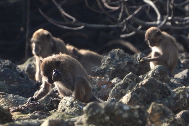 Maymunlar, Hominin Aletlerine Benzer Aletler Yapıyor