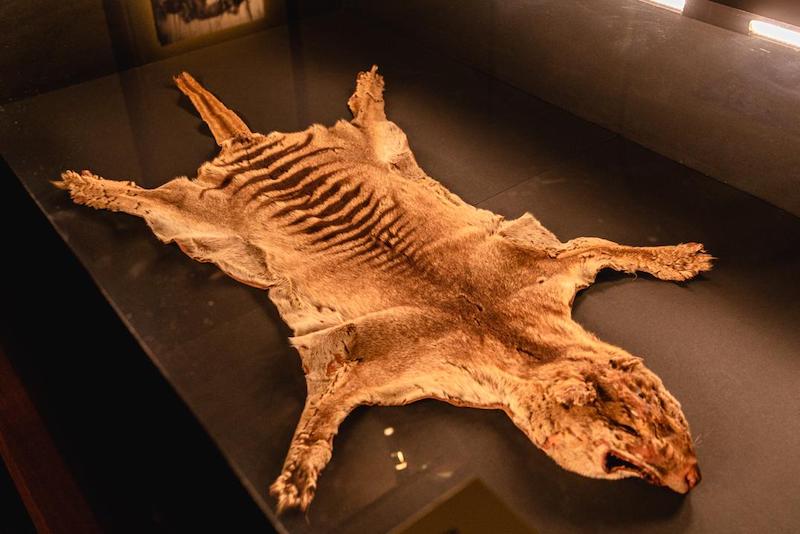 Son Tazmanya Kaplanının Kalıntıları Bir Müzede Bulundu