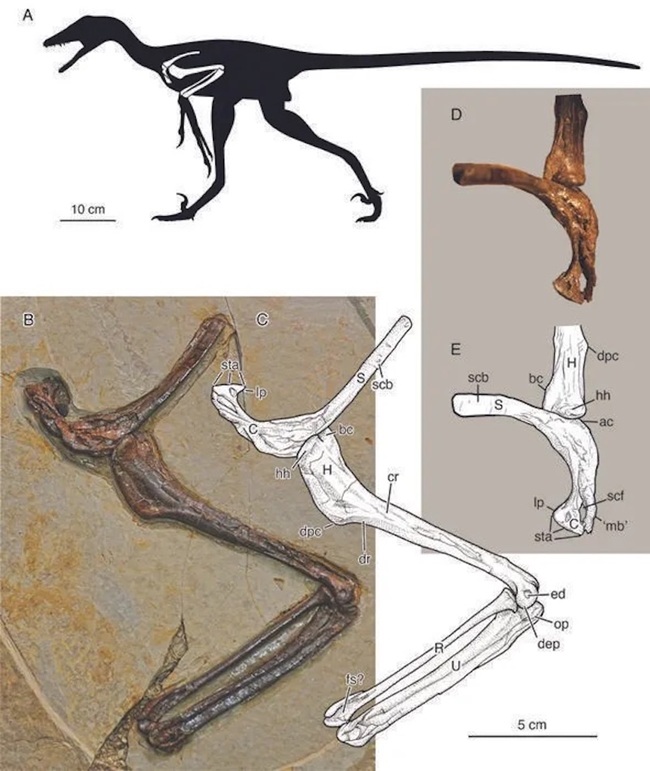 Velociraptor Akrabası, Kanat Benzeri Dört Uzvu Olan Bir ‘Ejderdi’