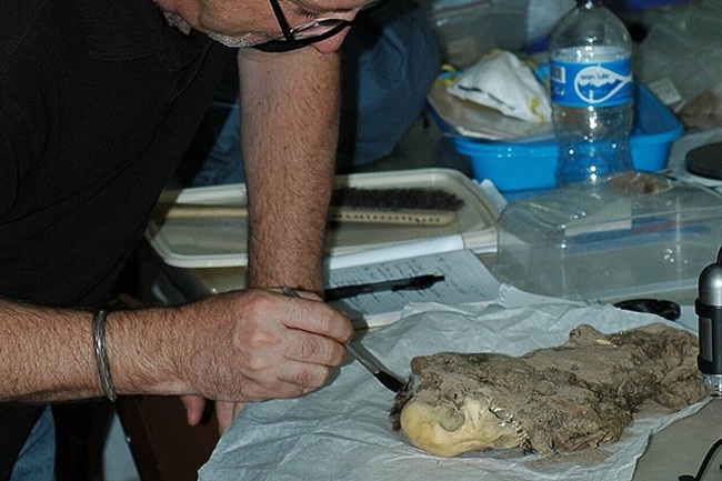 Peru’da 1.100 Yıl Önce Köpekler Arkadaş Olarak Görülüyordu