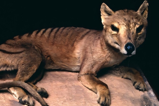 İnsan Etkisi Hayvanlar Dünyasını Nasıl Yeniden Şekillendirdi?