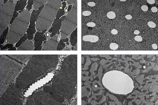 Dev Böceklerin Boyutu Gerçekten Yüksek Oksijene mi Bağlıydı?