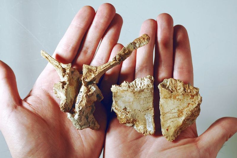 Transilvanya’da ‘Cüce Dinozor’ Keşfedildi