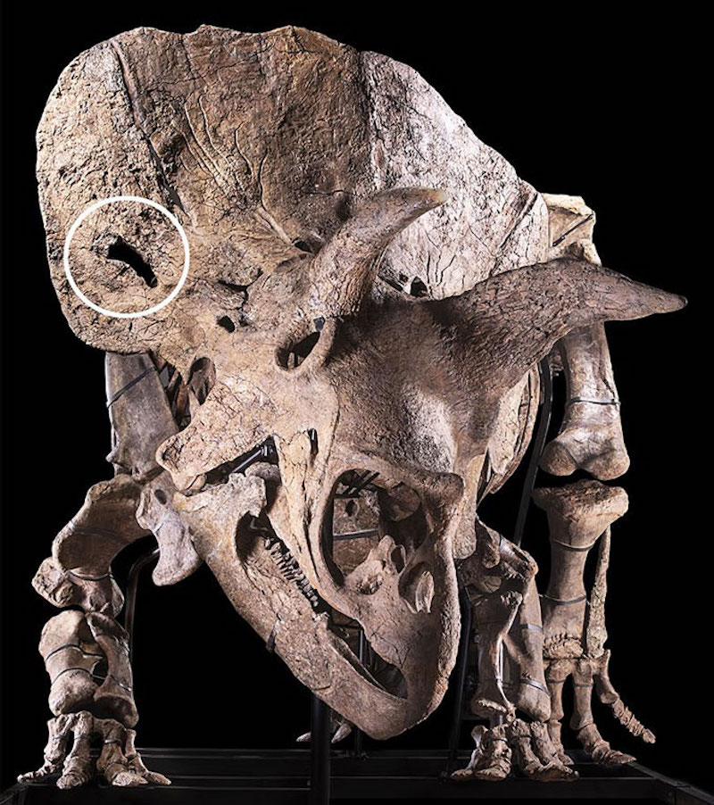 Triceratops Fosilindeki Delik, Muhtemelen Dövüşürken Olmuş