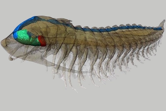 Trilobit ‘Pompeii’si, 500 Milyon Yıllık Ayrıntıları Ortaya Çıkarıyor