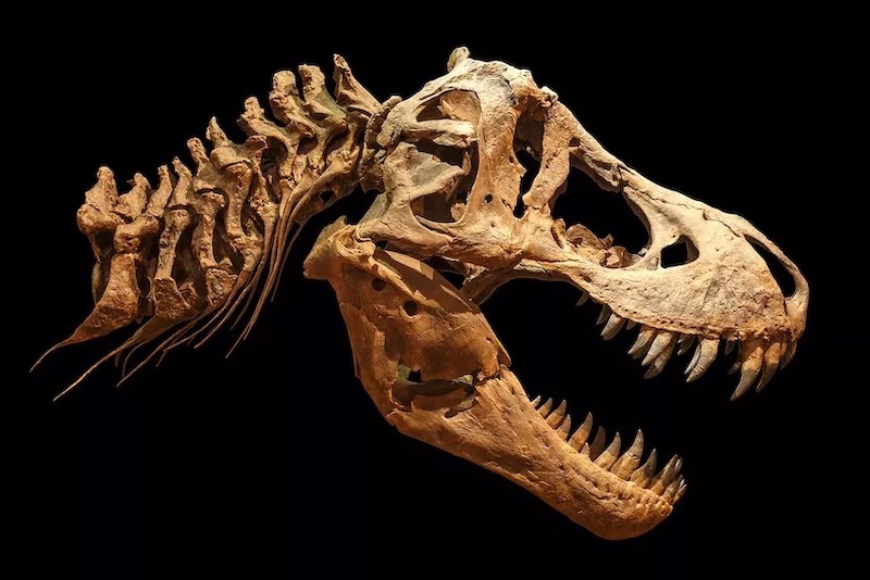 T. rex, Fosillerin Gösterdiğinden Çok Daha Büyük Olabilir