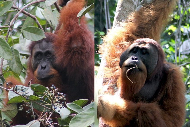 Orangutanlar da Maskülen Erkek Yüzlerine Daha Çok Bakıyor