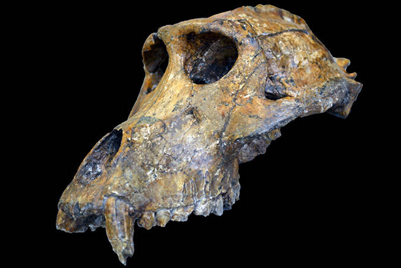 İnsan Fosillerini Tarihlemek için Maymun Dişleri Kullanmak