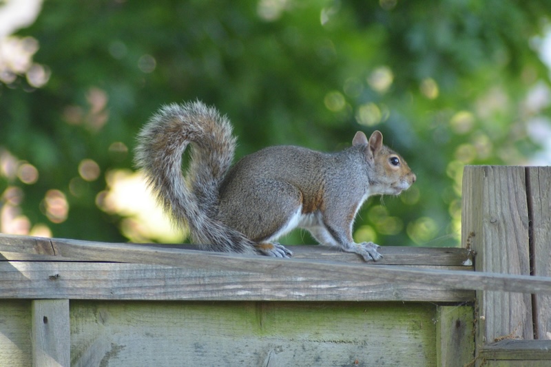 Din, Siyaset ve Savaş, Kentsel Yaban Hayat Evrimini Yönlendiriyor