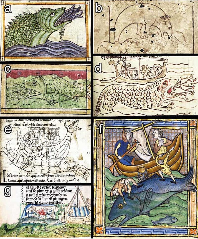 Balinaların Gizemli Davranışı, Orta Çağ’da Kaydedilmiş