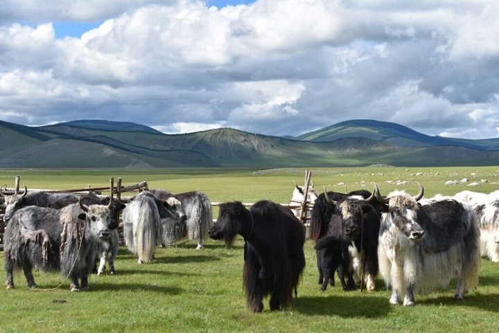 Moğol Seçkinleri Tibet Sığırı Sütü Tüketiyordu