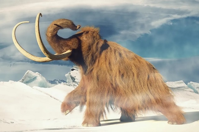 Sibirya ‘Mezarlığı’ 800 Yıllık İnsan-Mamut Etkileşimini Gösteriyor