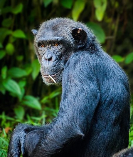 Şempanze Anneler, Yavruları Öldüğünde Yas Tutuyor